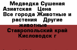 Медведка Сушеная Азиатская › Цена ­ 1 400 - Все города Животные и растения » Другие животные   . Ставропольский край,Кисловодск г.